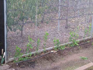 Sweet peas and beans may be trained on outside of netting