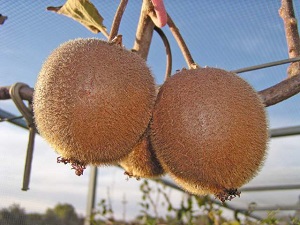 Hayward Kiwifruit