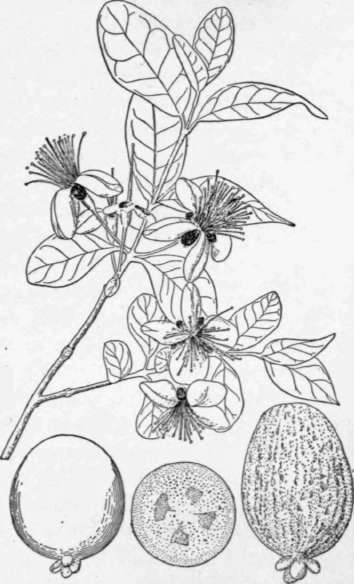 Fig. 38. Foliage, flowers, and fruits of the feijoa (Feijoa Sellowiana). (X 1/3)