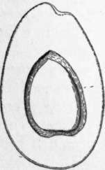 Fig. 4. The Pollock avocado. (X 3/14)