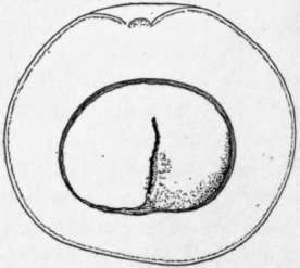 Fig. 5. The Trapp avocado. ( X3/8)