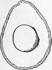 Fig. 6. The Dickinson avocado. (X 3/8)