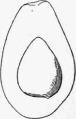 Fig. 8. The Northrop avocado. (X3/7)