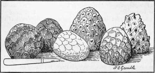 Fig. 24. Seedling cherimoyas, showing some of the common types. (X 1/5)