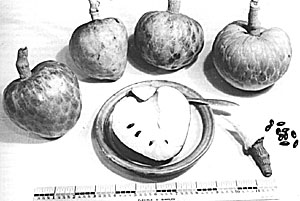 Fig. 23: Bahamian custard apples (Annona reticulata) show typical variability in form and roughness of surface.