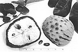 The ilama (Annona daversifolia), as grown in southern Florida, has a thick rind and dryish flesh.