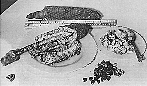 Compound fruit of the ceriman fully ripe, with loose segments of rind removed and flesh separated for eating.