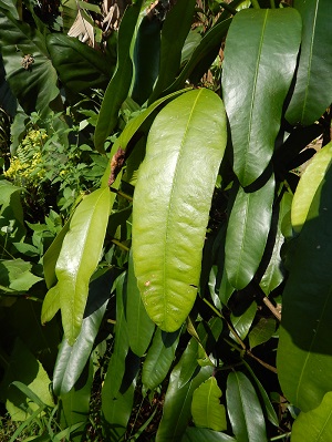 Garcinia xanthochymus (Yellow mangosteen, false mangosteen, gourka). Leaves. Hamana Pl Haiku, Maui, Hawaii