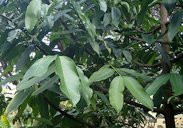 Garcinia xanthochymus in Jardín de Aclimatación de la Orotava