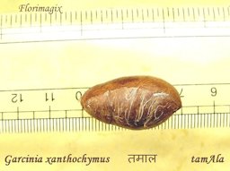 Garcinia xanthochymus