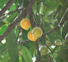 Garcinia xanthochymus, unripe and ripe fruit