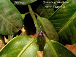 Garcinia xanthochymus, leaves and stalk