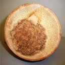 A cross-section through a Cocothrinax sp. trunk with Ganoderma butt rot. The darkened area in the center is a symptom of the trunk rot.
