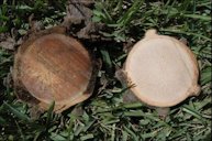 Comparison of pygmy date palm sections that are either healthy (right) or diseased (left) with Ganoderma zonatum.
