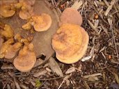 Spore release from mature conks (same stump as Figure 33) has resulted in reddish-brown appearance of conks and surrounding area.