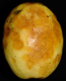 Anthracnose of guava fruit