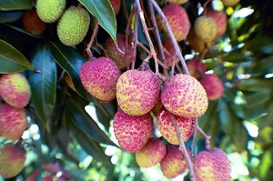 Hak ip Lychee Fruit Ripening