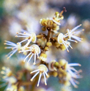 Hermaphrodite Brewster Male Flowers with Ripe Pollen