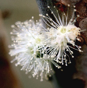 Jabuticaba flowers - Side by Side, Brazil