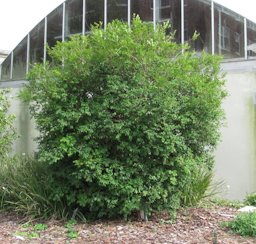Jaboticaba, Myrciaria cauliflora, Florida Southern College campus
