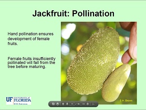 Hand pollination ensures development of female fruits.