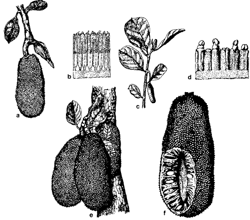 Jak (Artocarpus heterophyllus Lam.)