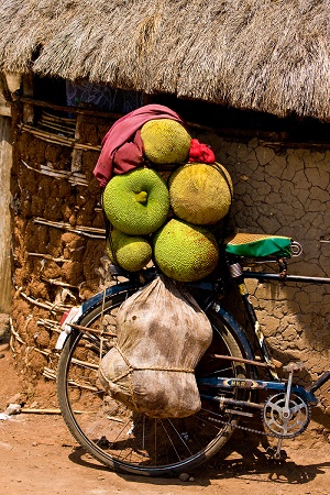 Though native to South Asia, the jackfruit is quite popular in central Africa. Bigodi, Uganda