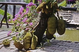 Breadfruit, Thailand