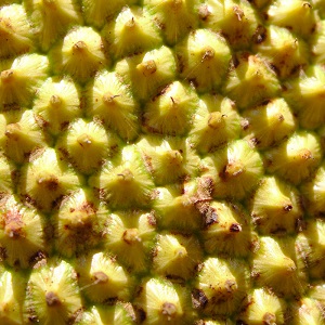 A close-up view of the surface of a ripening jackfruit, showing individual fruitlets. Photographed in Trissur, Kerala state, India