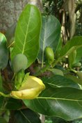 Jackfruit (Artocarpus heterophyllus) flowers, on Réunion island