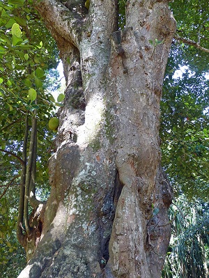 Jak (Artocarpus heterophyllus) au Jardin botanique de Kandy (Sri Lanka)