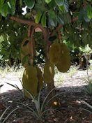 Black Gold" Jakfruit (Artocarpus heterophyllus / Moraceae) at the Fairchild Tropical Botanic Garden, Coral Gables, Florida