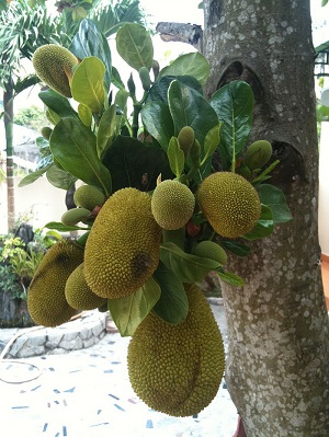 Jackfruit growing on a tree in Can Tho, Vietnam