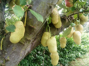 Nice jackfruits found at the Japanese Cemetery Park (Chuan Hoe Avenue, Singapore)