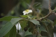 Singapore Cherry flower and fruit, India