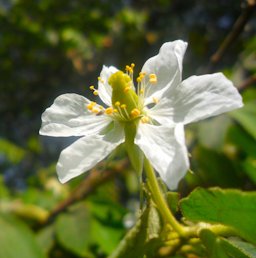 Muntingia calabura flower habit
