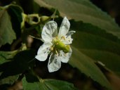 Muntingia calabura. Elaeocarpaceae (Jamaica cherry family)
