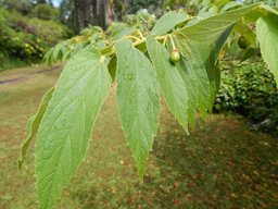 Muntingia calabura (Jamaican cherry, strawberry tree). Leaves and immature fruit at Pali o Waipio Huelo, Maui, Hawaii