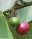 Jamaica cherry fruit mature and unripe
