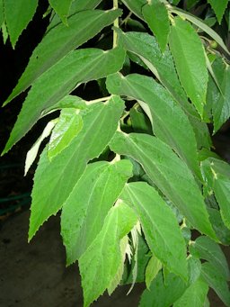 Muntingia calabura leaf habit