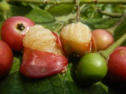 Flowers, fruits and seeds of Aratiles (Muntingia calabura Linn.) trees in the Philippines