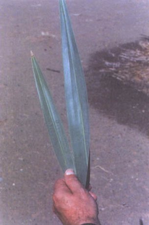 Large leaf size as an abnormality (Right: Variant Barhee; left: normal Bar-hee leaf); (Ref B14-Block 2, Naute Project, Namibia).