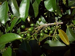 Lemon Drop Mangosteen Garcinia intermedia - Immature Fruits & Flowers