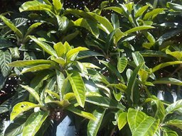 Loquat (Eriobotrya japonica) leaves in a park in London, England.