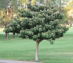 Loquat tree at the Wingate Park country club in Pretoria
