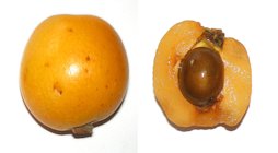Dos nísperos, Eriobotrya japonica, de mercado: uno entero y otro pelado, partido, con hueso y sin rabo