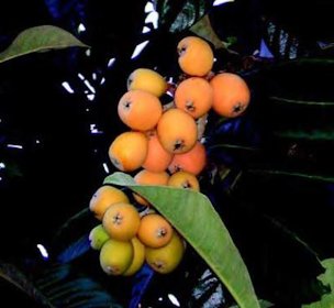 A “wild” type of loquat