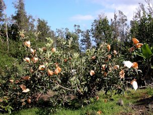 Bagging loquat fruits is a common practice throughout Asia; these trees are in South Kona.