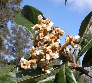 Loquat inflorescences are trimmed to have fewer flowers; after the fruits develop