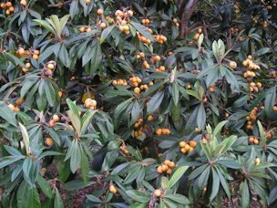 Loquats are self-pollinating